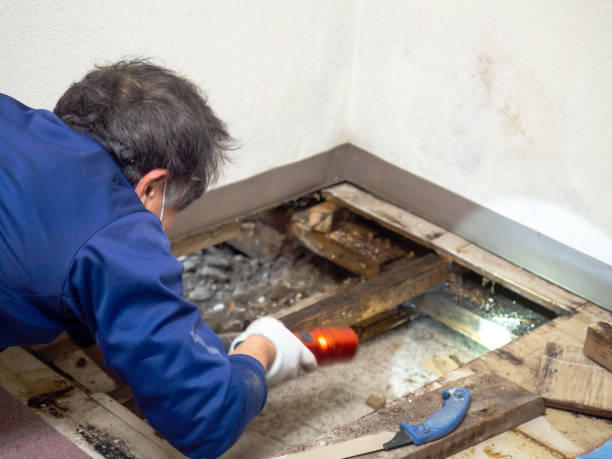 Best Crawl Space Mold Removal  in Sleepy Eye, MN
