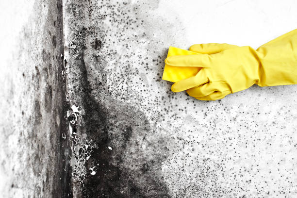 Best Attic Mold Removal  in Sleepy Eye, MN