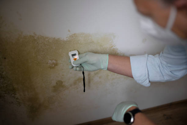 Best Mold Damage Repair  in Sleepy Eye, MN