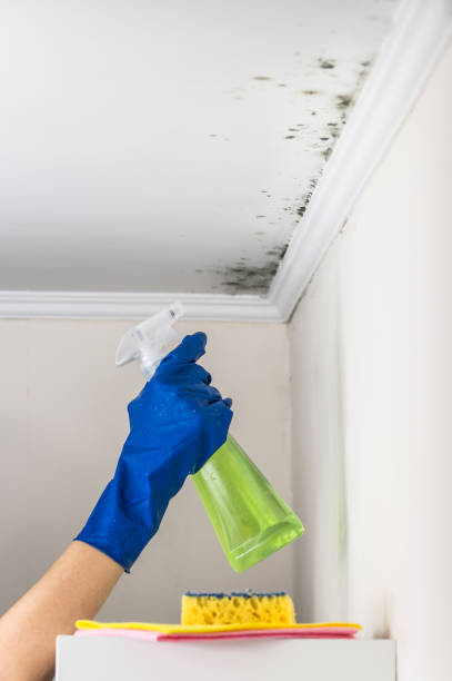 Professional Mold Removal in Sleepy Eye, MN